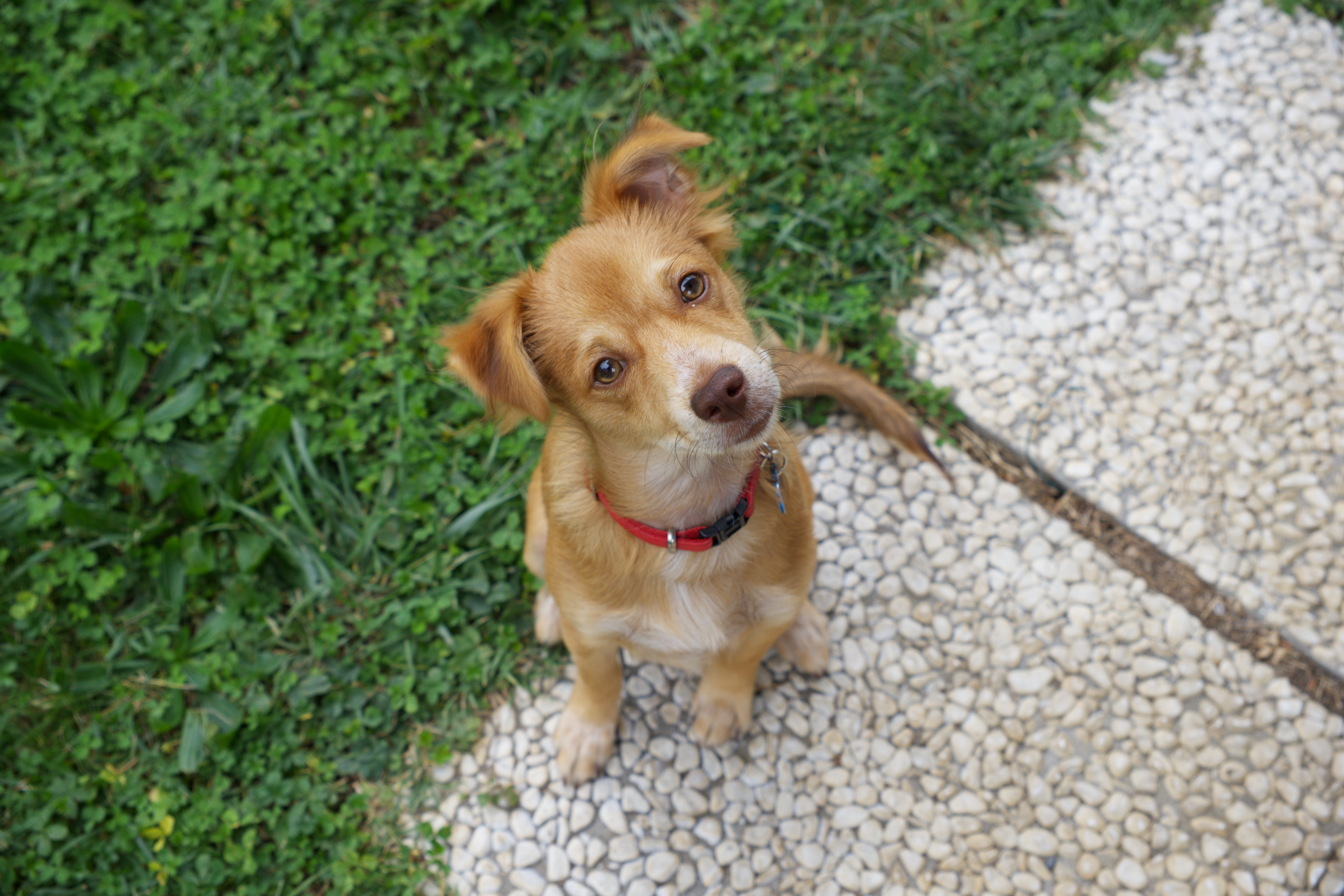 Fotografia Cane Orizzontale